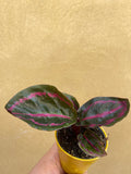 Calathea Roseopicta Illustrio plant