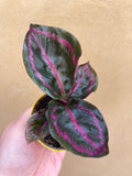 Calathea Roseopicta Illustrio plant