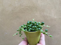 Senecio rowleyanus