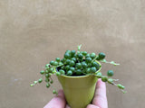 Senecio rowleyanus