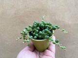 Senecio rowleyanus