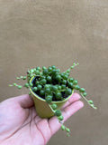 Senecio rowleyanus