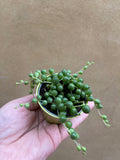 Senecio rowleyanus