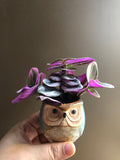 Cute Tradescantia Nanouk in a small 6cm Ceramic owl plant pot and a bamboo plate - Parijat Plant 