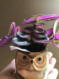 Cute Tradescantia Nanouk in a small 6cm Ceramic owl plant pot and a bamboo plate - Parijat Plant 