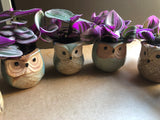 Cute Tradescantia Nanouk in a small 6cm Ceramic owl plant pot and a bamboo plate - Parijat Plant 