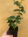 Bengali Belly flower plant - jasminum sambec live plant- indian jasmine plant - mogrow mullie plant - Parijat Plant 