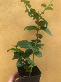 Bengali Belly flower plant - jasminum sambec live plant- indian jasmine plant - mogrow mullie plant - Parijat Plant 