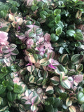 BUY 2 GET 1 Free Tradescantia minima Tricolour plant in a tiny 6cm pot- Callisia repens 'bianca' - Tradescantia Fluminensis - Parijat Plant 