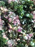 Tradescantia minima Tricolour plant in a tiny 6cm pot- Callisia repens 'bianca' - indoor plant - rare tradescantia - Parijat Plant 