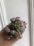 BUY 2 GET 1 Free Tradescantia minima Tricolour plant in a tiny 6cm pot- Callisia repens 'bianca' - Tradescantia Fluminensis - Parijat Plant 