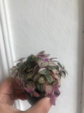 BUY 2 GET 1 Free Tradescantia minima Tricolour plant in a tiny 6cm pot- Callisia repens 'bianca' - Tradescantia Fluminensis - Parijat Plant 