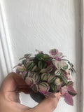 BUY 2 GET 1 Free Tradescantia minima Tricolour plant in a tiny 6cm pot- Callisia repens 'bianca' - Tradescantia Fluminensis - Parijat Plant 