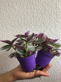 2 Sale Tradescantia Nanouk plant - Parijat Plant -  good luck plant - houseplant -plant -indoor plant - succulent plant - plant decor 