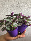 2 Sale Tradescantia Nanouk plant - Parijat Plant 