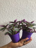 2 Sale Tradescantia Nanouk plant - Parijat Plant 