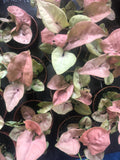 Syngonium Red Heart Plant 4cm Pot - Parijat Plant 
