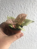 Syngonium Red Heart Plant 4cm Pot - Parijat Plant 