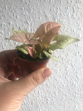 Syngonium Red Heart Plant 4cm Pot - Parijat Plant 
