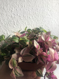 Tradescantia Tricolour plant - wandering jew plant - indoor plant - rare tradescantia plant - Parijat Plant 