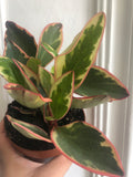 Peperomia clusiifolia 'Ginny' - 12cm potted plant - easy growing - low light houseplant - Parijat Plant 