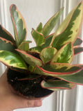 Peperomia clusiifolia 'Ginny' - 12cm potted plant - easy growing - low light houseplant - Parijat Plant 