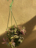 Tradescantia Tricolour plant in a 12cm hanging pot - wandering jew plant - indoor plant - rare tradescantia - 12cm potted plant - Parijat Plant 
