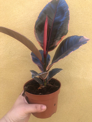 ficus elastica 'belize' rubber plant in 12cm pot - air purifying plant - Parijat Plant 