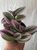 BUY 2 GET 1 FREE ! Sale Tradescantia Nanouk in a 7cm plastic pot - we deliver to uk only - Parijat Plant 