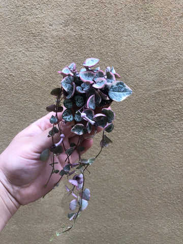 Buy ! Rare pink Variegated String of Heart Plant in a tiny 4cm pot - string of heart plant - Parijat Plant  -	good luck plant - houseplant -plant -indoor plant - succulent plant - plant decor 