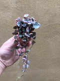 Buy ! Rare pink Variegated String of Heart Plant in a tiny 4cm pot - string of heart plant - Parijat Plant 