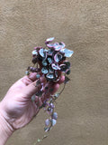 Buy ! Rare pink Variegated String of Heart Plant in a tiny 4cm pot - string of heart plant - Parijat Plant