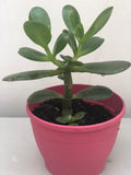 Buy 2 get 1 free jade plant - good luck plant - houseplant -plant -indoor plant - jade succulent - succulent plant - plant decor - Parijat Plant 
