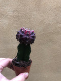 Lovely Cute Moon Cactus Plant - Parijat Plant 
