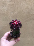 Lovely Cute Moon Cactus Plant - Parijat Plant 