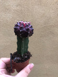 Lovely Cute Moon Cactus Plant - Parijat Plant 