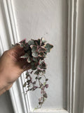 Buy ! Rare pink Variegated String of Heart Plant in a tiny 4cm pot - string of heart plant - Parijat Plant