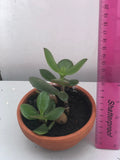 Buy 2 get 1 free jade plant - good luck plant - houseplant -plant -indoor plant - jade succulent - succulent plant - plant decor - Parijat Plant 