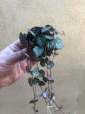 1 String of Heart Plant in a tiny 4cm pot - string of heart plant - good luck plant - houseplant -plant -indoor plant -  succulent plant - plant decor - Parijat Plant - trailing plant
