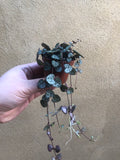 1 String of Heart Plant in a tiny 4cm pot - string of heart plant - trailing plant - Parijat Plant 