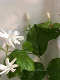 Bengali Belly flower plant - jasminum sambec live plant- indian jasmine plant - mogrow mullie plant - Parijat Plant  -	good luck plant - houseplant -plant -indoor plant - succulent plant - plant decor 