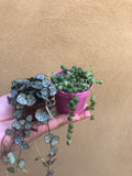 2 mini trailing plant mix - string of pearl plant - string of heart plant - hanging plant - Parijat Plant 