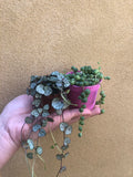 2 mini trailing plant mix - string of pearl plant - string of heart plant - hanging plant - good luck plant - houseplant -plant -indoor plant - succulent plant - plant decor - Parijat Plant