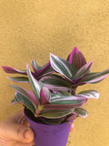 BUY 2 GET 1 FREE ! Sale Tradescantia Nanouk in a 7cm plastic pot - we deliver to uk only - Parijat Plant 