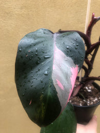 philodendron pink princess 1 leaf fresh cutting with aerial root - This cutting selected randomly from the plant shown in the picture - Parijat Plant 
