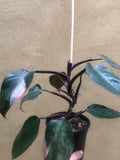 philodendron pink princess 1 leaf fresh cutting with aerial root - This cutting selected randomly from the plant shown in the picture - Parijat Plant 