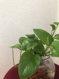 Golden pothos indoor plant - Houseplant - pothos plant - devil's ivy plant - devils ivy - golden devil's ivy - ivy - Parijat Plant 