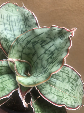sansevieria star green granite RARE Sansevieria Star Green Granite plant - 8cm potted plant
