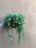 string of pearl plant - potted plant - senecio rowleyanus - lots of growth - Parijat Plant 