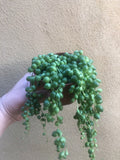 string of pearl plant - potted plant - senecio rowleyanus - lots of growth - Parijat Plant 